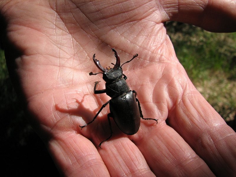 6410 Lucane Cerf volant